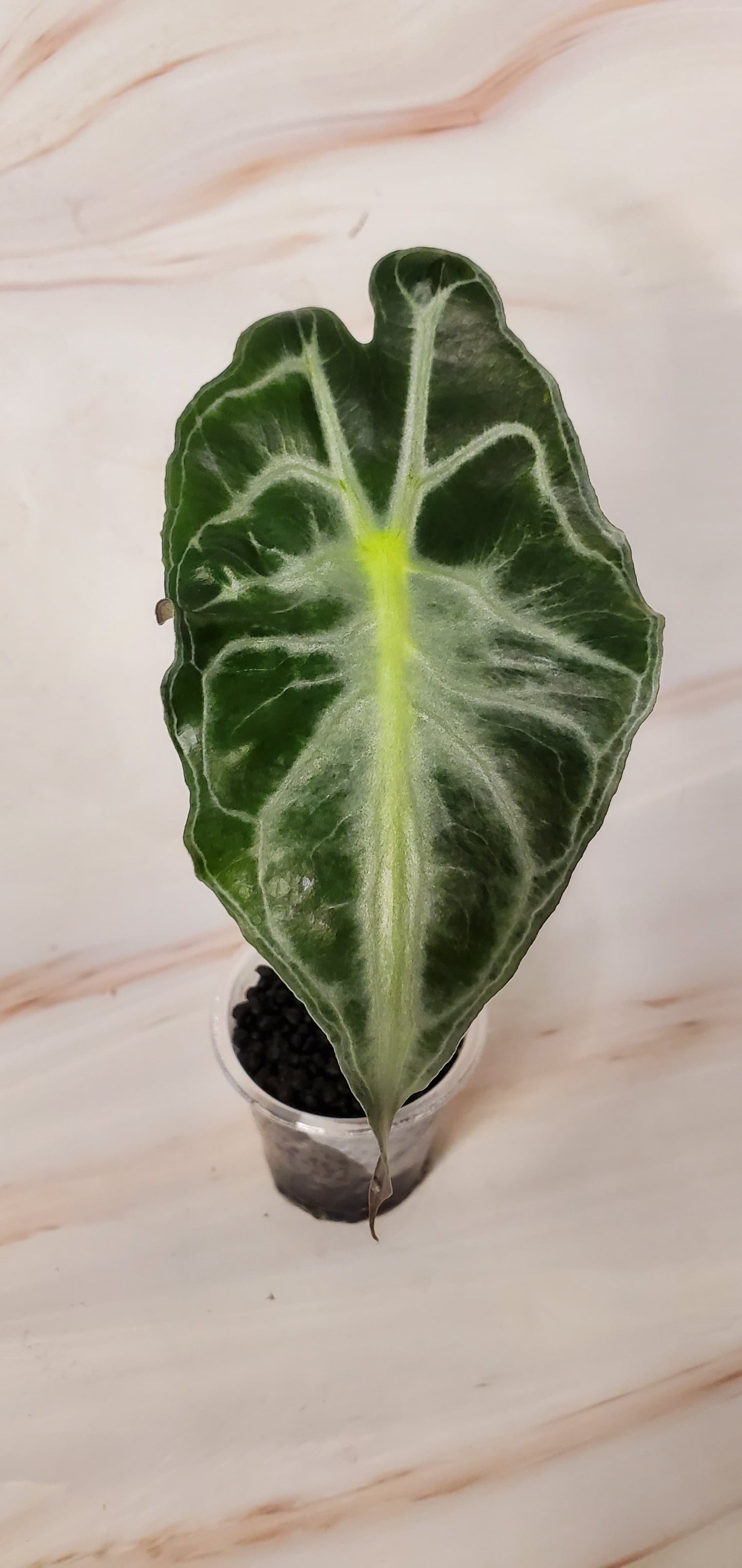 Rare Alocasia Venom | Exact Plant | Rare Plant