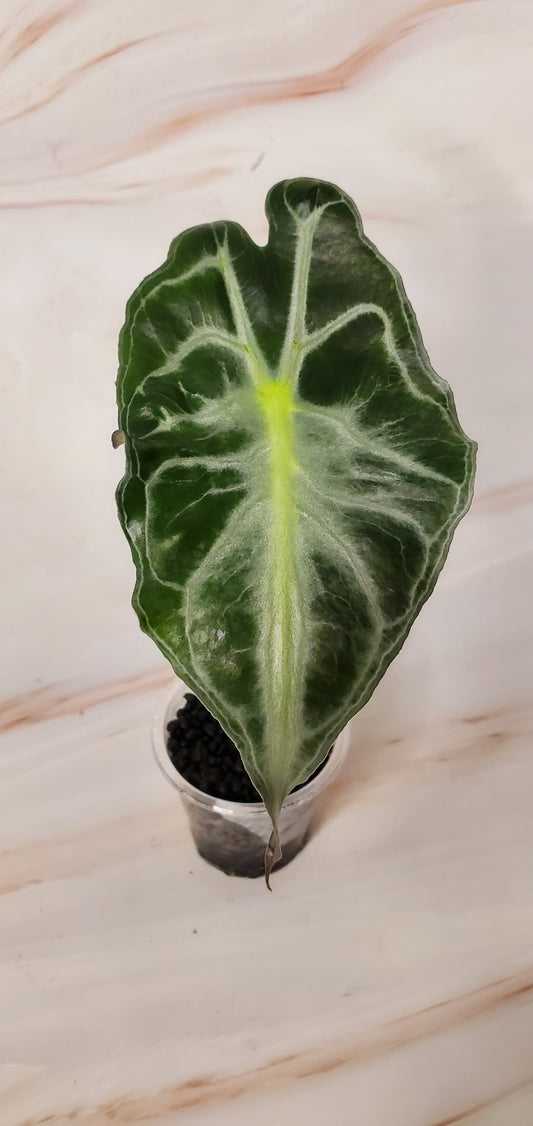 Rare Alocasia Venom | Exact Plant | Rare Plant