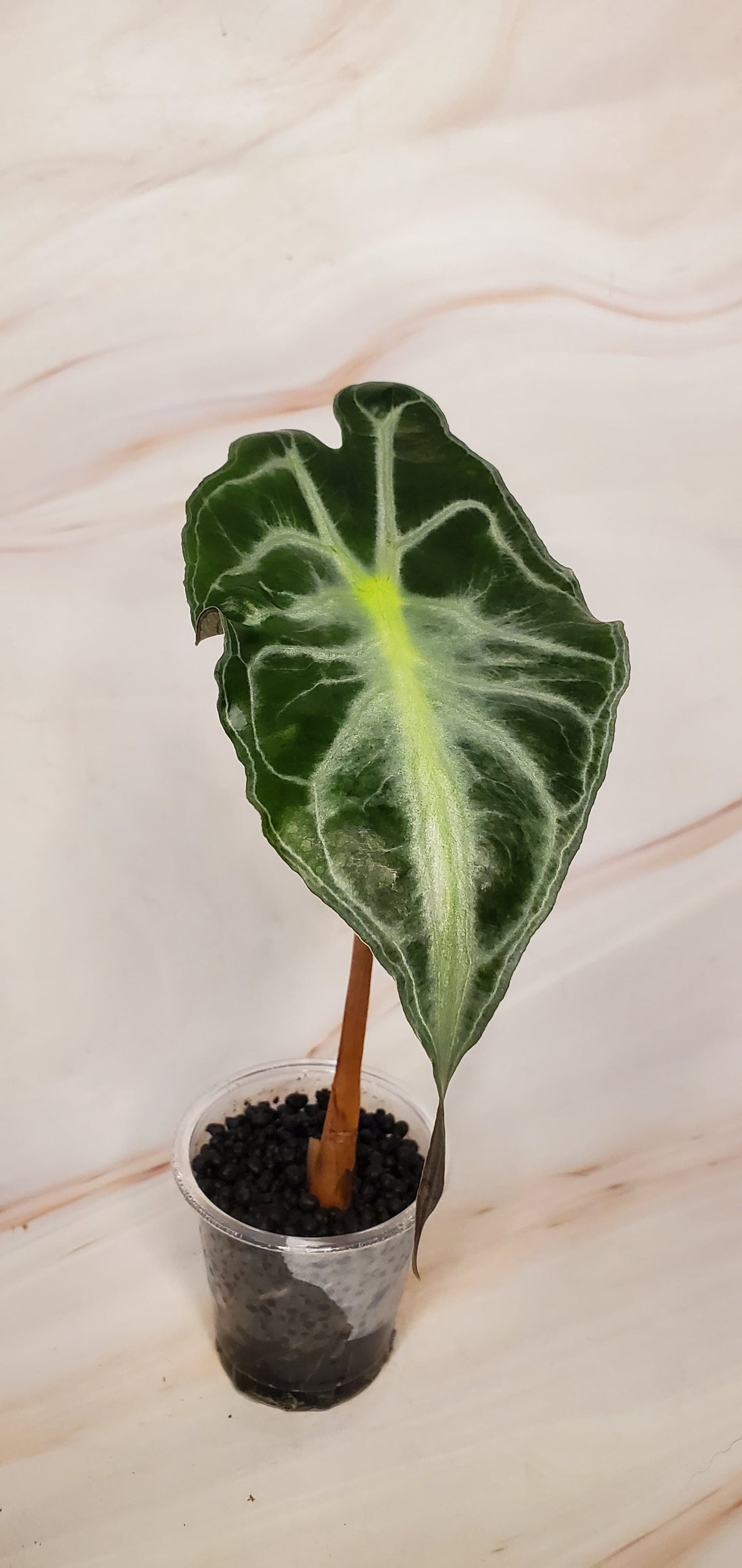 Rare Alocasia Venom | Exact Plant | Rare Plant